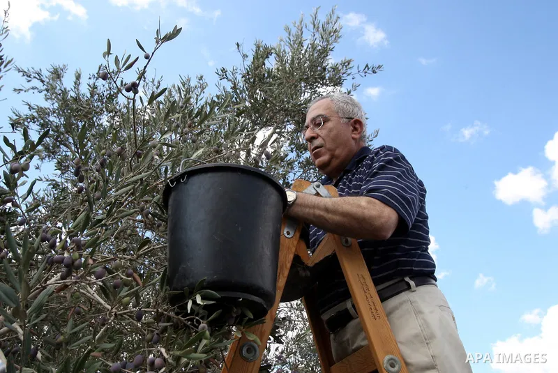 Palestinian Prime Minister Salam Fayyad picks olives as he visits Palestinian farmers at the beginning of olive harvest season in the West Bank village of Feraon, near Tulkarem, Thursday, Oct. 13, 2011. A Hamas official...