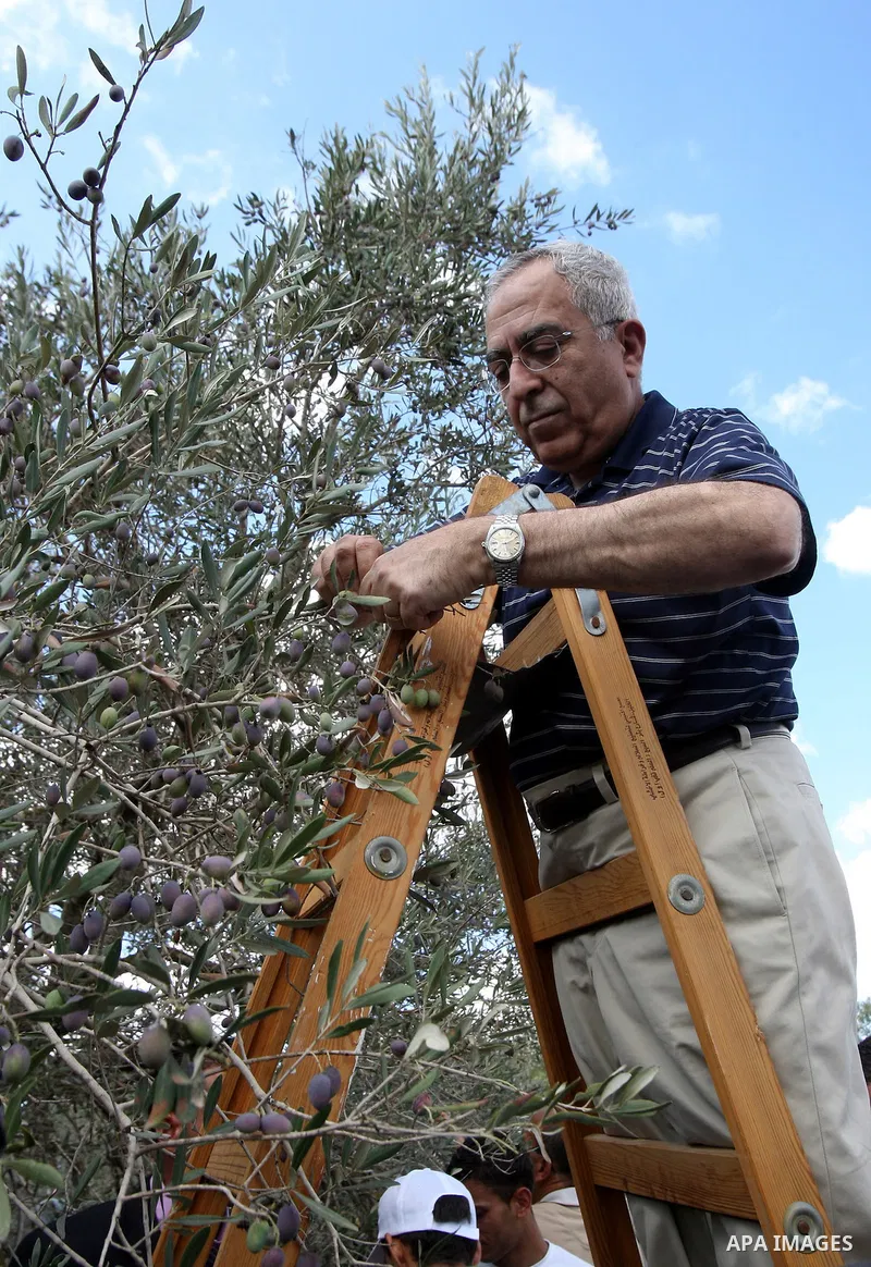 Palestinian Prime Minister Salam Fayyad picks olives as he visits Palestinian farmers at the beginning of olive harvest season in the West Bank village of Feraon, near Tulkarem, Thursday, Oct. 13, 2011. A Hamas official...