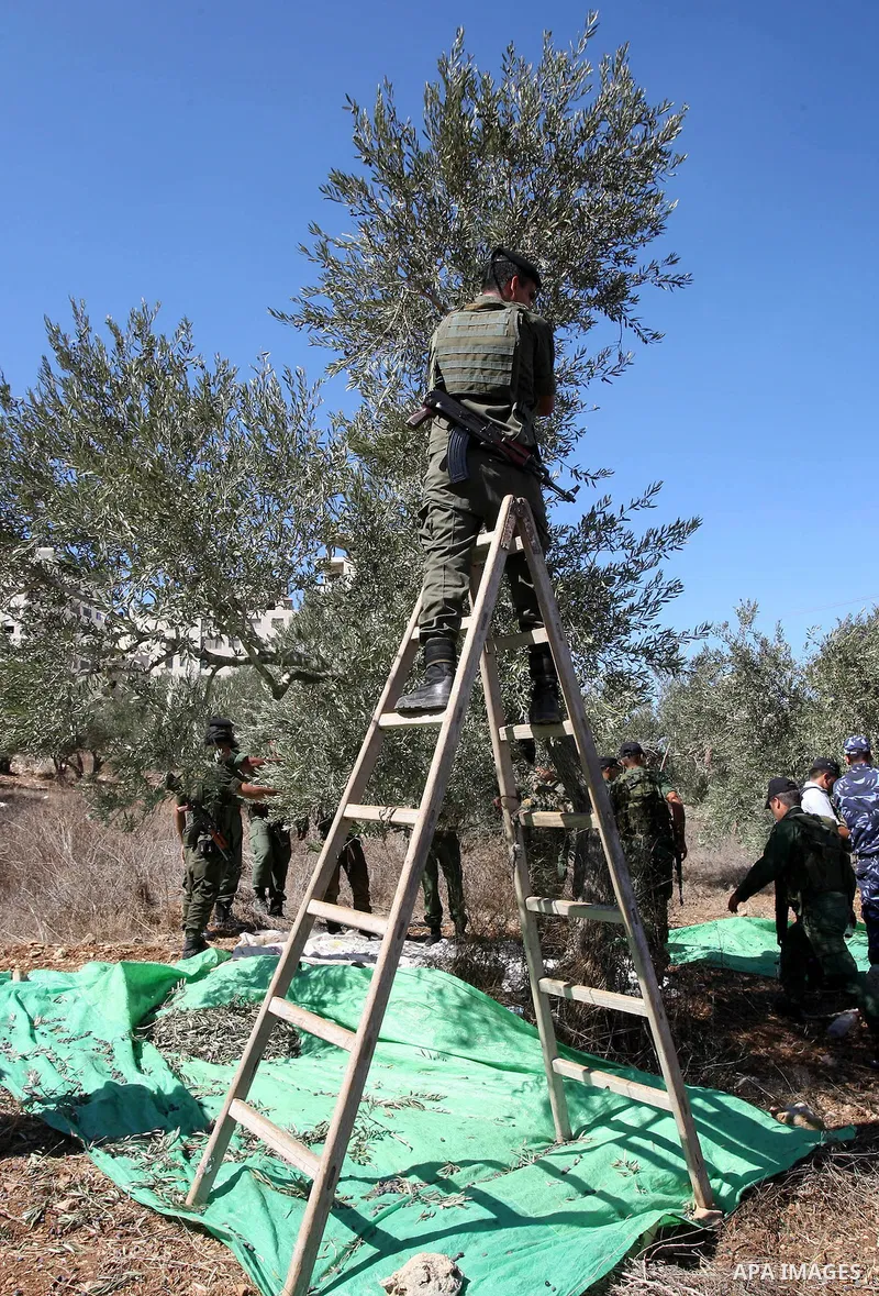 Palestinian security officers assist a farmer to pick olives during the harvest season in the West Bank city of Nablus, Thursday, Oct. 13, 2011. Security officers started helping farmers to harvest olives this week, prov...