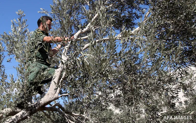 Palestinian security officers assist a farmer to pick olives during the harvest season in the West Bank city of Nablus, Thursday, Oct. 13, 2011. Security officers started helping farmers to harvest olives this week, prov...