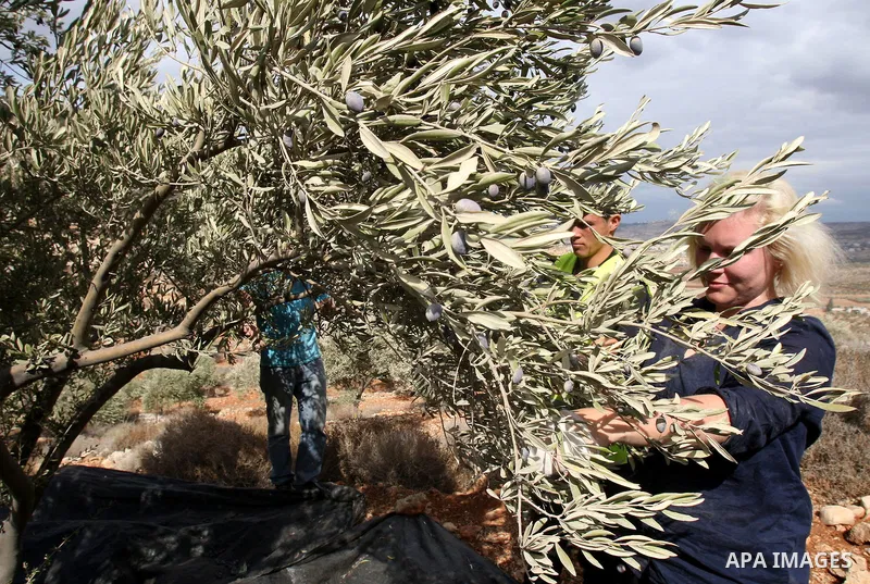 Palestinian and foreign activists help farmers in harvesting olive trees at a grove located in the village of Beit Furik, near the Jewish settlement of Itamar in the West Bank city of Nablus, Sunday, Oct. 30, 2011. Photo...