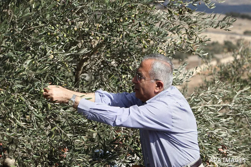 Palestinian Prime Minister Salam Fayyad picks olives as he visits Palestinian farmers at the beginning of olive harvest season in Nabi Saleh in Ramallah, on, Oct. 31, 2011. Photo by Mustafa Abu Dayeh