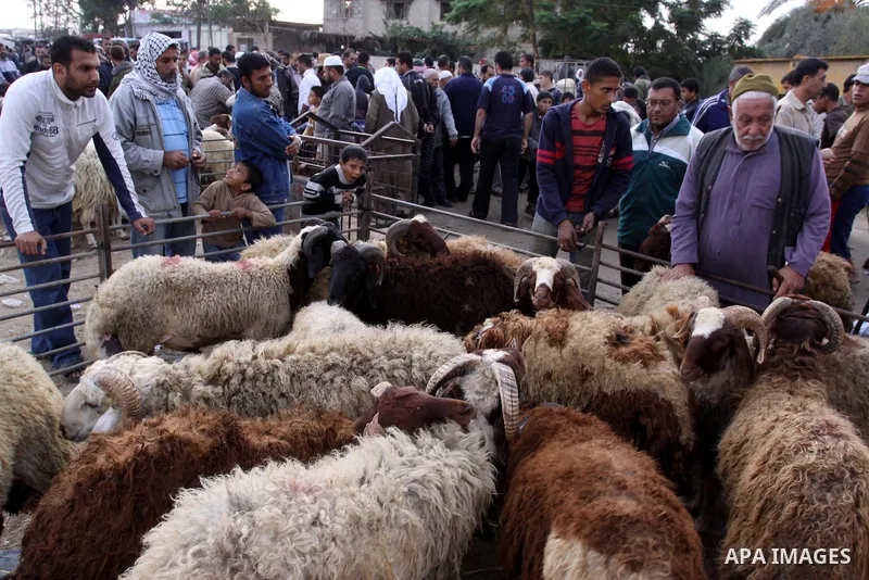A Palestinian vendor shows his livestock to buyers at market in Gaza city, on November 04, 2011 ahead of the Muslim Eid al-Adha festival at the end of the week. Muslims across the world are preparing to celebrate the ann...