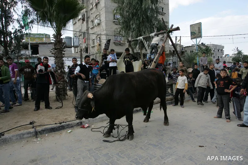 Palestinian children celebrating a ahead of the Eid al-Adha festival at Rafah, in the southern Gaza Strip on November 5, 2011. Muslims around the world celebrate Eid-al-Adha, marking the end of the haj, by slaughtering s...