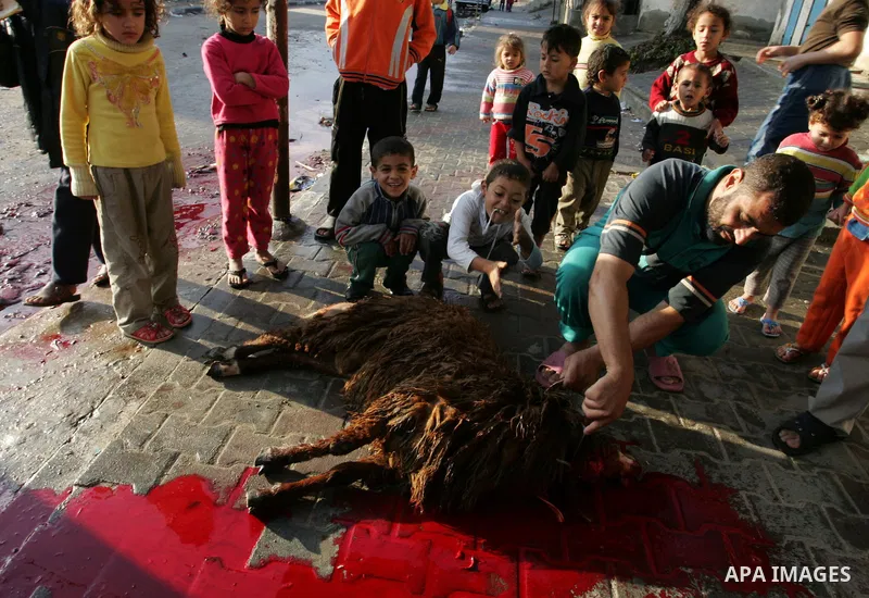 Palestinians slaughter their livestock on the first day of Eid al-Adha in the Rafah Refugee Camp, Gaza Strip, Sunday, Nov. 6, 2011. Muslims worldwide celebrate Eid al-Adha, or the Feast of the Sacrifice by sacrificial ki...