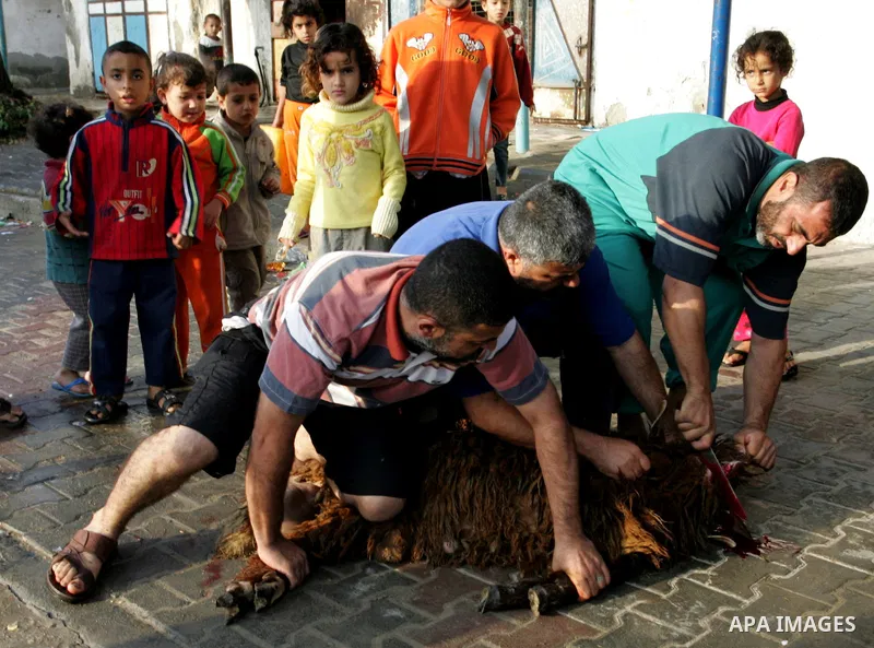 Palestinians slaughter their livestock on the first day of Eid al-Adha in the Rafah Refugee Camp, Gaza Strip, Sunday, Nov. 6, 2011. Muslims worldwide celebrate Eid al-Adha, or the Feast of the Sacrifice by sacrificial ki...
