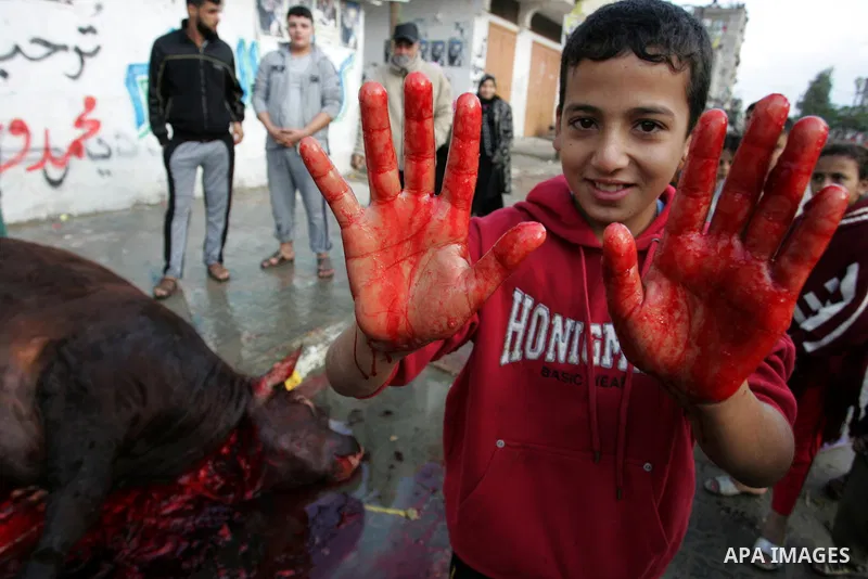 Palestinians slaughter their livestock on the first day of Eid al-Adha in the Rafah Refugee Camp, Gaza Strip, Sunday, Nov. 6, 2011. Muslims worldwide celebrate Eid al-Adha, or the Feast of the Sacrifice by sacrificial ki...