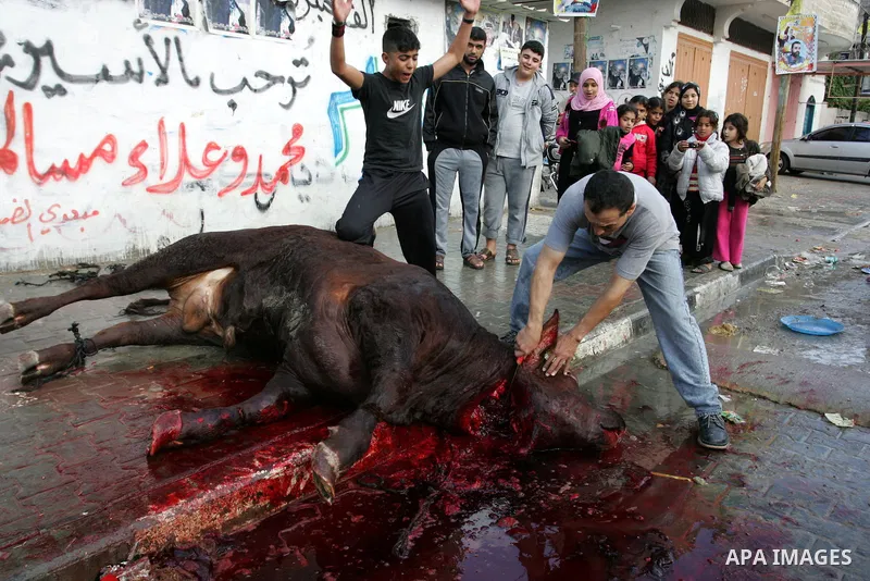 Palestinians slaughter their livestock on the first day of Eid al-Adha in the Rafah Refugee Camp, Gaza Strip, Sunday, Nov. 6, 2011. Muslims worldwide celebrate Eid al-Adha, or the Feast of the Sacrifice by sacrificial ki...