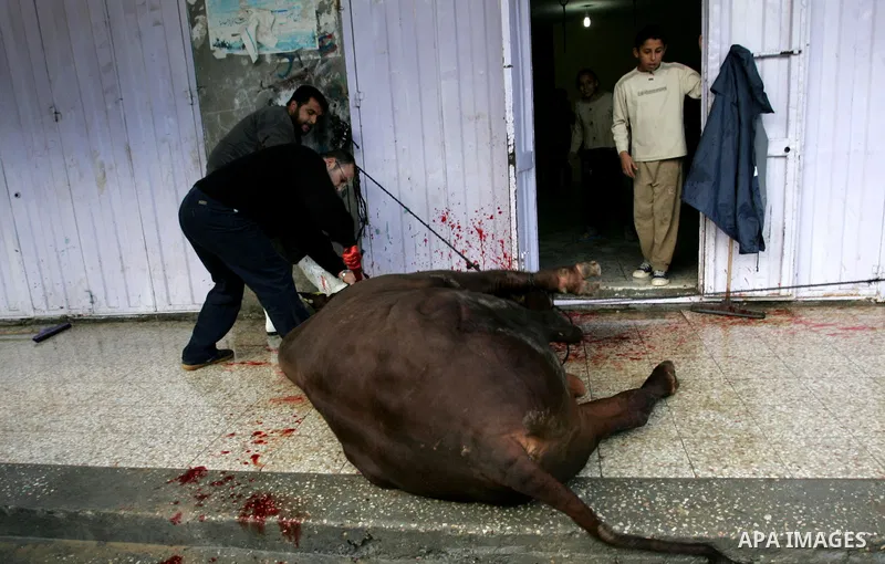 Palestinians slaughter their livestock on the first day of Eid al-Adha in the Rafah Refugee Camp, Gaza Strip, Sunday, Nov. 6, 2011. Muslims worldwide celebrate Eid al-Adha, or the Feast of the Sacrifice by sacrificial ki...