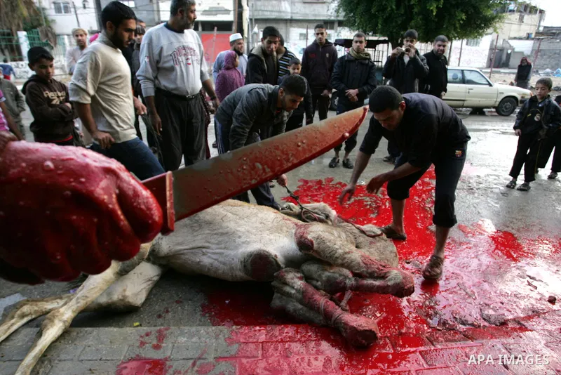 Palestinians slaughter their livestock on the first day of Eid al-Adha in the Rafah Refugee Camp, Gaza Strip, Sunday, Nov. 6, 2011. Muslims worldwide celebrate Eid al-Adha, or the Feast of the Sacrifice by sacrificial ki...
