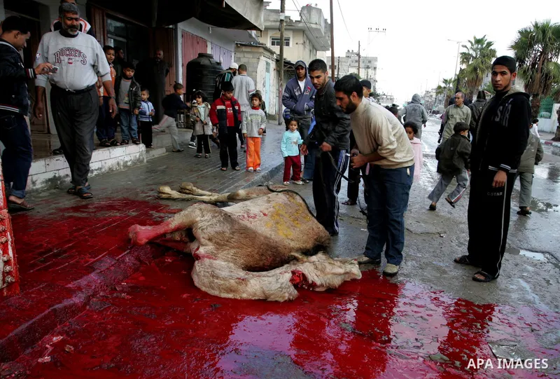 Palestinians slaughter their livestock on the first day of Eid al-Adha in the Rafah Refugee Camp, Gaza Strip, Sunday, Nov. 6, 2011. Muslims worldwide celebrate Eid al-Adha, or the Feast of the Sacrifice by sacrificial ki...