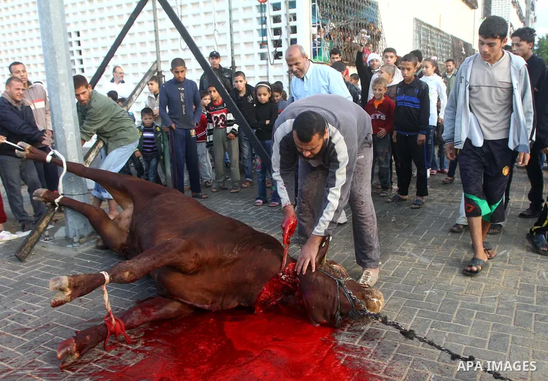 Palestinians slaughter their livestock on the first day of Eid al-Adha in Gaza city, Sunday, Nov. 6, 2011. Muslims worldwide celebrate Eid al-Adha, or the Feast of the Sacrifice by sacrificial killings of livestock to co...