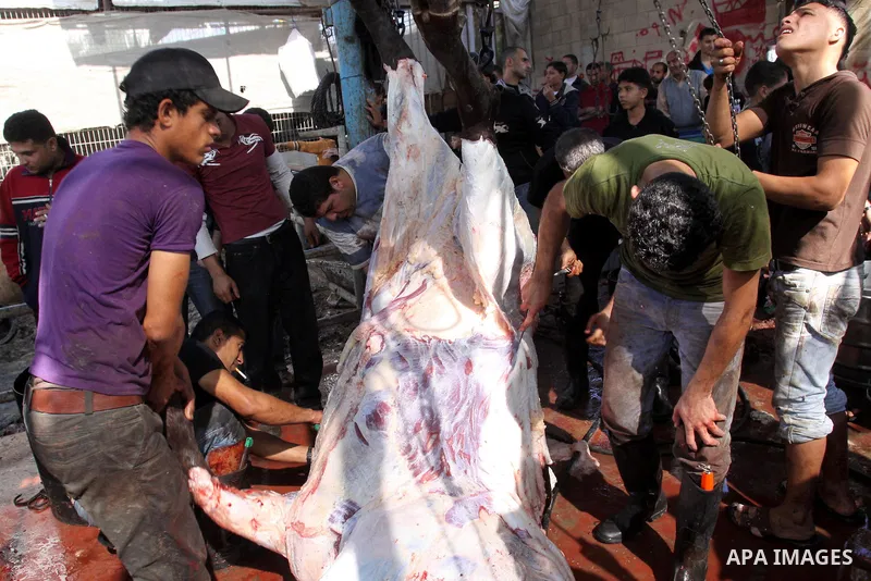 Palestinians slaughter their livestock on the first day of Eid al-Adha in Gaza city, Sunday, Nov. 6, 2011. Muslims worldwide celebrate Eid al-Adha, or the Feast of the Sacrifice by sacrificial killings of livestock to co...