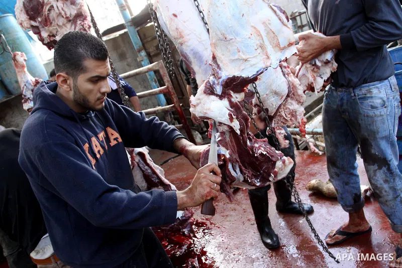 Palestinians slaughter their livestock on the first day of Eid al-Adha in Gaza city, Sunday, Nov. 6, 2011. Muslims worldwide celebrate Eid al-Adha, or the Feast of the Sacrifice by sacrificial killings of livestock to co...