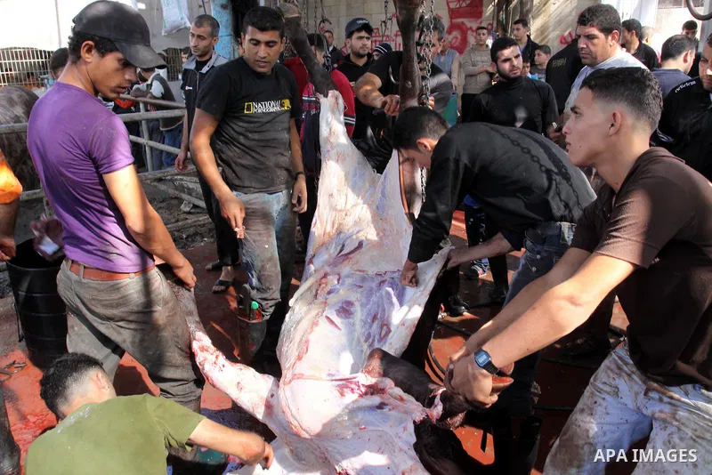Palestinians slaughter their livestock on the first day of Eid al-Adha in Gaza city, Sunday, Nov. 6, 2011. Muslims worldwide celebrate Eid al-Adha, or the Feast of the Sacrifice by sacrificial killings of livestock to co...