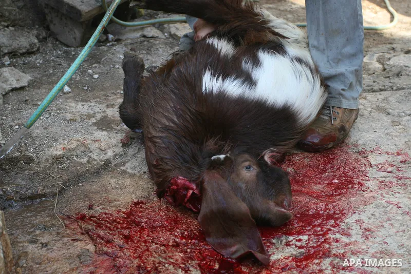 A Palestinian butchers stands in the blood of slaughtered sheep on the first day of Eid al-Adha in the West Bank city of Hebron on Nov. 06, 2011. Muslims worldwide celebrate Eid al-Adha, or the Feast of the Sacrifice, by...