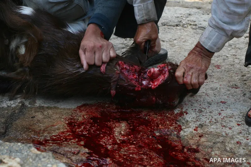 A Palestinian butchers stands in the blood of slaughtered sheep on the first day of Eid al-Adha in the West Bank city of Hebron on Nov. 06, 2011. Muslims worldwide celebrate Eid al-Adha, or the Feast of the Sacrifice, by...
