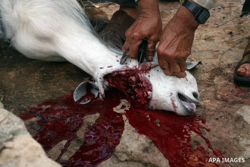 A Palestinian butchers stands in the blood of slaughtered sheep on the first day of Eid al-Adha in the West Bank city of Hebron on Nov. 06, 2011. Muslims worldwide celebrate Eid al-Adha, or the Feast of the Sacrifice, by...