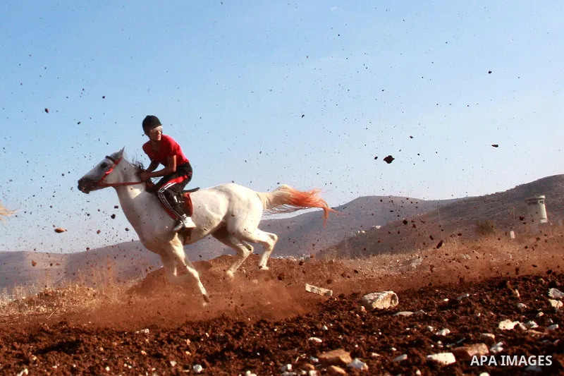 A Palestinian jockey competes during a horse race in the West Bank village of Beit Fourik, near the town of Nablus, on 08 November 2011. Some 60 horses in different heats participated in races through the day, attracting...