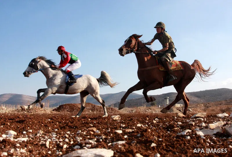 A Palestinian jockey competes during a horse race in the West Bank village of Beit Fourik, near the town of Nablus, on 08 November 2011. Some 60 horses in different heats participated in races through the day, attracting...