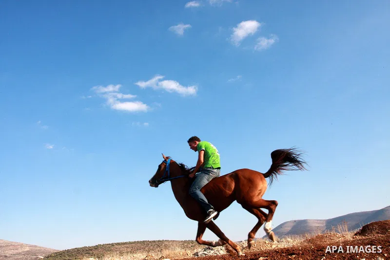 A Palestinian jockey competes during a horse race in the West Bank village of Beit Fourik, near the town of Nablus, on 08 November 2011. Some 60 horses in different heats participated in races through the day, attracting...
