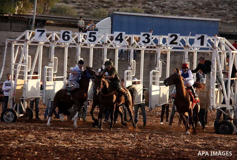 A Palestinian jockey competes during a horse race in the West Bank village of Beit Fourik, near the town of Nablus, on 08 November 2011. Some 60 horses in different heats participated in races through the day, attracting...