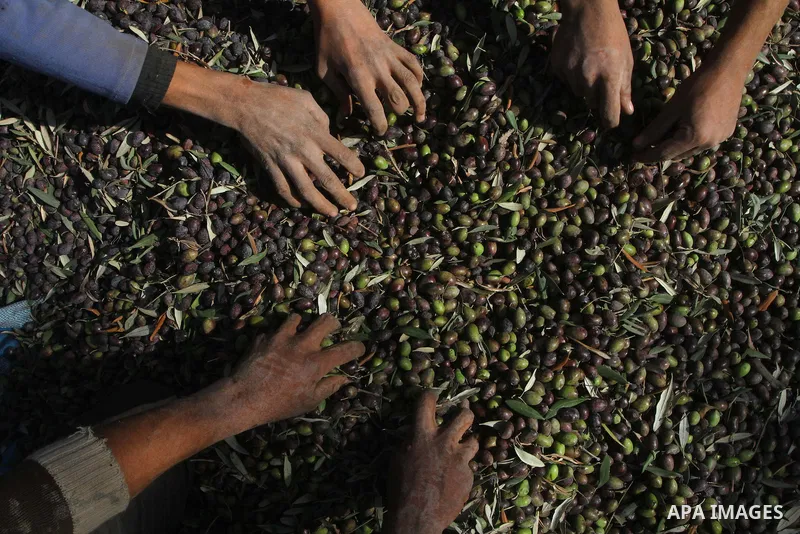 Palestinian farmers pick olives from their field in Gaza city on Nov. 13,2011 during the olive harvesting season. Agriculture is a major sector of the Palestinian economy, employing a large part Palestinians. Agriculture...