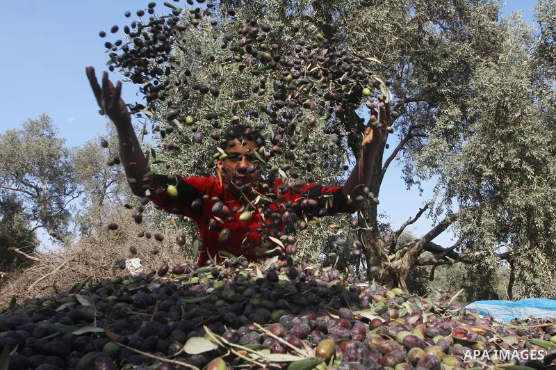 Palestinian farmers pick olives from their field in Gaza city on Nov. 13,2011 during the olive harvesting season. Agriculture is a major sector of the Palestinian economy, employing a large part Palestinians. Agriculture...