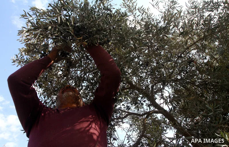 Palestinian farmers pick olives from their field in Gaza city on Nov. 13,2011 during the olive harvesting season. Agriculture is a major sector of the Palestinian economy, employing a large part Palestinians. Agriculture...
