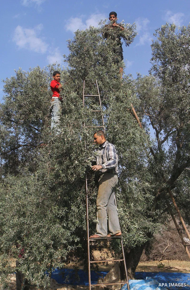 Palestinian farmers pick olives from their field in Gaza city on Nov. 13,2011 during the olive harvesting season. Agriculture is a major sector of the Palestinian economy, employing a large part Palestinians. Agriculture...