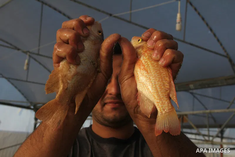 A Palestinian man works at a fish farm which its water bring from the sea, close to the southern Gaza Strip town of Rafah on Nov. 15, 2011. Photo by Hatem Omar