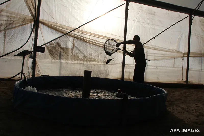 A Palestinian man works at a fish farm which its water bring from the sea, close to the southern Gaza Strip town of Rafah on Nov. 15, 2011. Photo by Hatem Omar