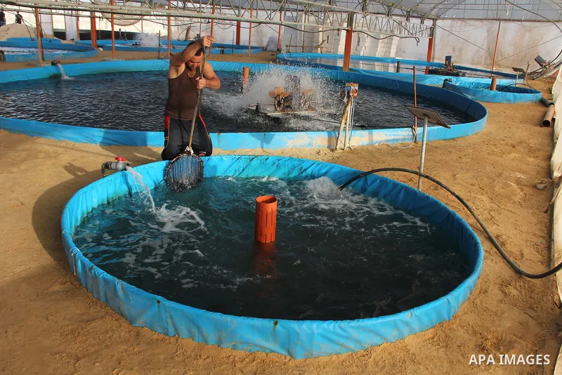 A Palestinian man works at a fish farm which its water bring from the sea, close to the southern Gaza Strip town of Rafah on Nov. 15, 2011. Photo by Hatem Omar