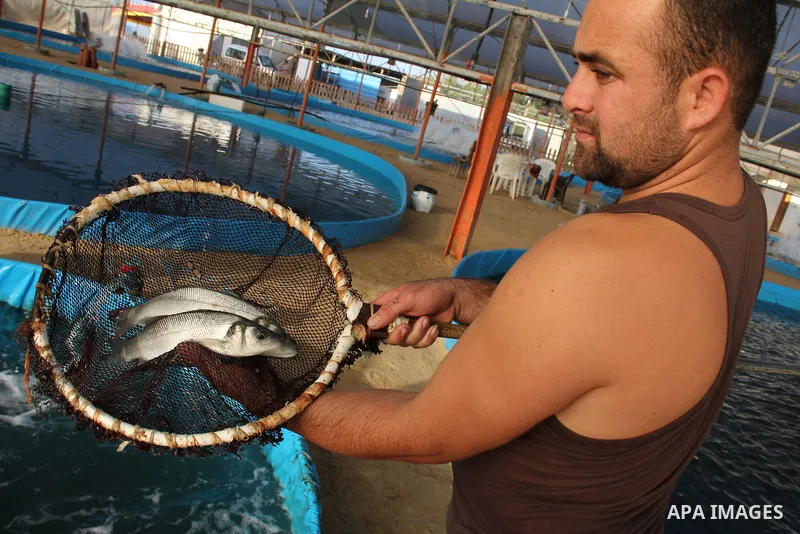 A Palestinian man works at a fish farm which its water bring from the sea, close to the southern Gaza Strip town of Rafah on Nov. 15, 2011. Photo by Hatem Omar