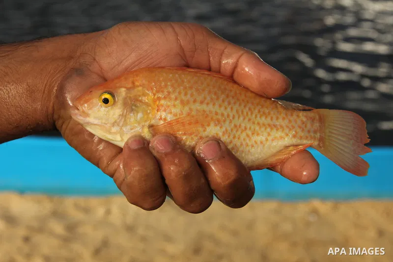 A Palestinian man works at a fish farm which its water bring from the sea, close to the southern Gaza Strip town of Rafah on Nov. 15, 2011. Photo by Hatem Omar