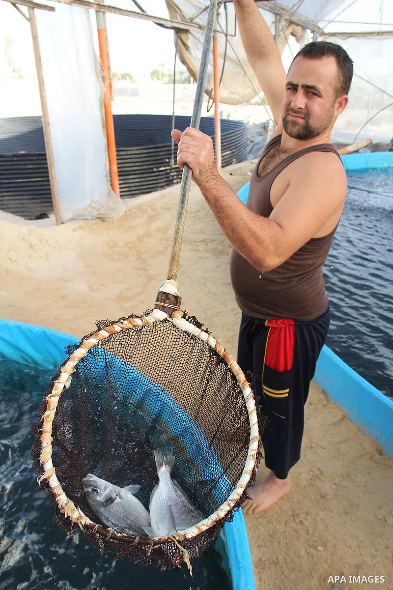 A Palestinian man works at a fish farm which its water bring from the sea, close to the southern Gaza Strip town of Rafah on Nov. 15, 2011. Photo by Hatem Omar