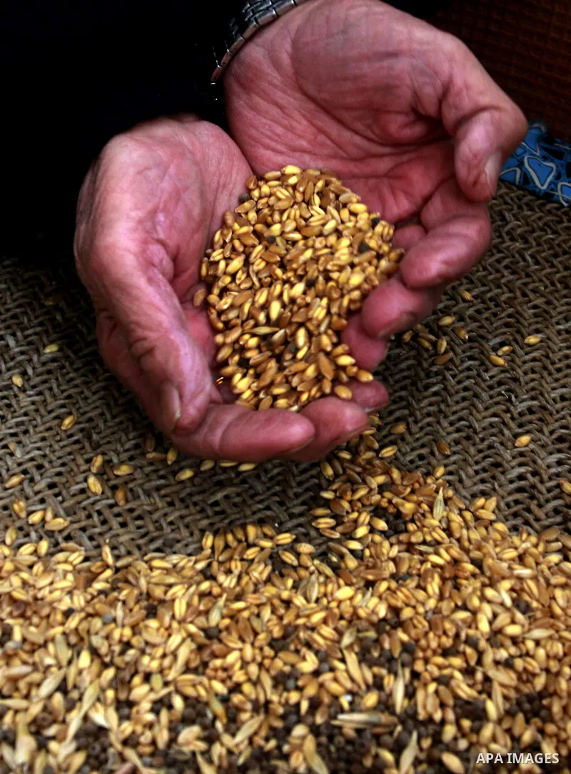 Palestinian woman sifting grains of wheat for making flour at her house in Beit-wazan village near the West Bank city of Nablus, Thursday, Nov. 24, 2011. Photo by Wagdi Eshtayah