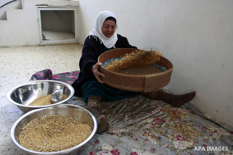 Palestinian woman sifting grains of wheat for making flour at her house in Beit-wazan village near the West Bank city of Nablus, Thursday, Nov. 24, 2011. Photo by Wagdi Eshtayah