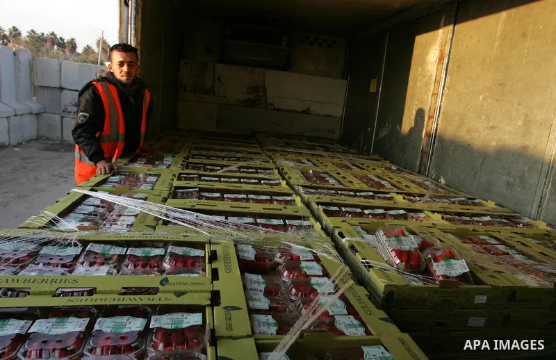 A Palestinian man inspects the truck loaded with flowers and strawberries at the Rafah border crossing in the southern Gaza Strip on Nov. 27, 2011, after Israel granted special approval for the export of a small amount o...