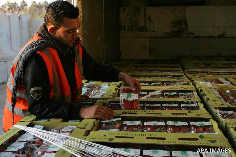 A Palestinian man inspects the truck loaded with flowers and strawberries at the Rafah border crossing in the southern Gaza Strip on Nov. 27, 2011, after Israel granted special approval for the export of a small amount o...