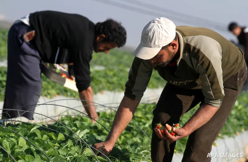 Palestinian farmers pick strawberries in the northern Gaza Strip town of Beit Lahia on DEC. 03, 2010. Israel granted special approval for the export of a small amount of Palestinian Strawberries and flowers from the Gaza...