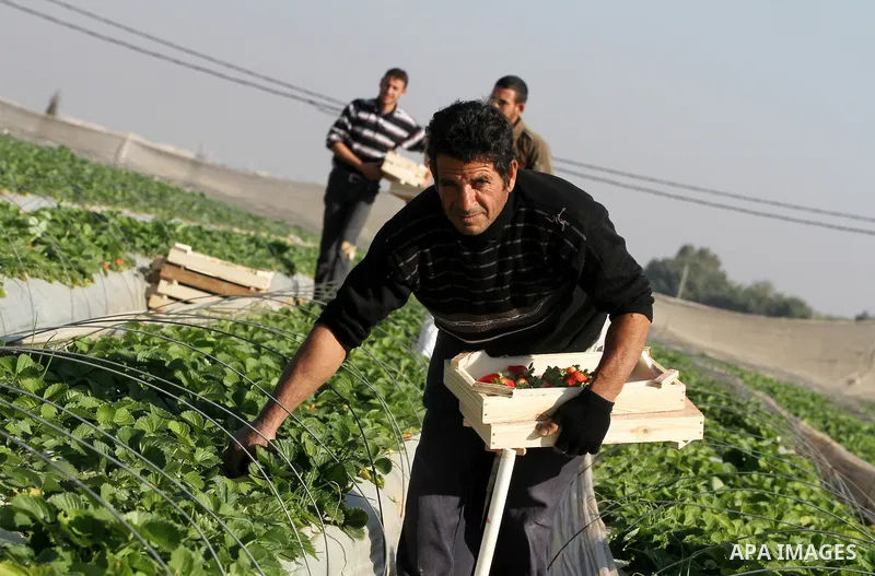 Palestinian farmers pick strawberries in the northern Gaza Strip town of Beit Lahia on DEC. 03, 2010. Israel granted special approval for the export of a small amount of Palestinian Strawberries and flowers from the Gaza...
