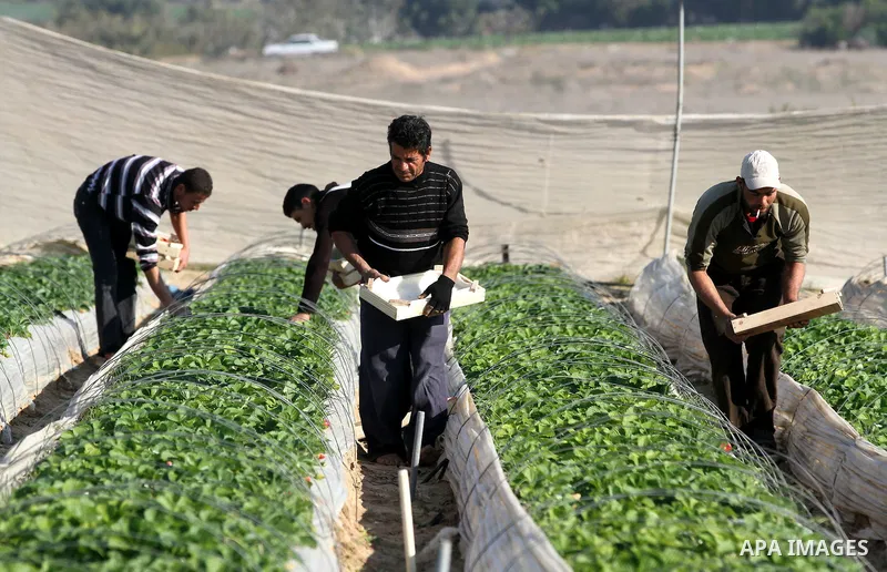 Palestinian farmers pick strawberries in the northern Gaza Strip town of Beit Lahia on DEC. 03, 2010. Israel granted special approval for the export of a small amount of Palestinian Strawberries and flowers from the Gaza...