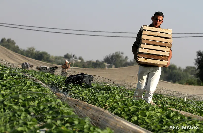 Palestinian farmers pick strawberries in the northern Gaza Strip town of Beit Lahia on DEC. 03, 2010. Israel granted special approval for the export of a small amount of Palestinian Strawberries and flowers from the Gaza...