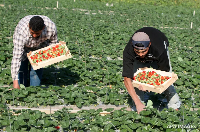 Palestinian farmers pick strawberries in the northern Gaza Strip town of Beit Lahia on DEC. 03, 2010. Israel granted special approval for the export of a small amount of Palestinian Strawberries and flowers from the Gaza...