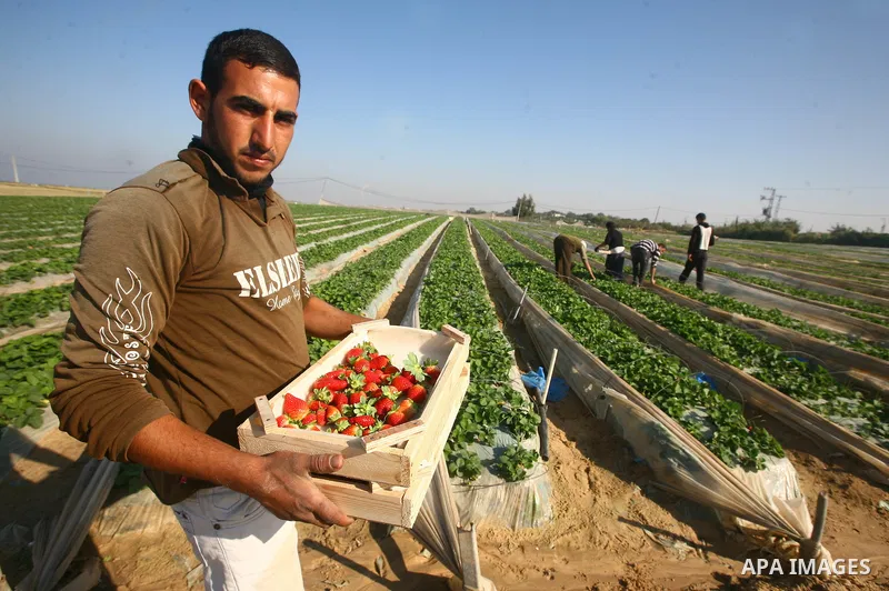 Palestinian farmers pick strawberries in the northern Gaza Strip town of Beit Lahia on DEC. 03, 2010. Israel granted special approval for the export of a small amount of Palestinian Strawberries and flowers from the Gaza...
