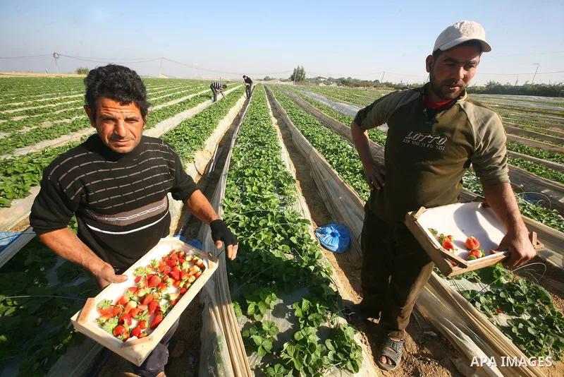 Palestinian farmers pick strawberries in the northern Gaza Strip town of Beit Lahia on DEC. 03, 2010. Israel granted special approval for the export of a small amount of Palestinian Strawberries and flowers from the Gaza...