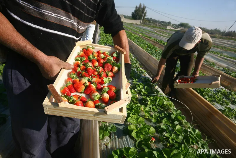 Palestinian farmers pick strawberries in the northern Gaza Strip town of Beit Lahia on DEC. 03, 2010. Israel granted special approval for the export of a small amount of Palestinian Strawberries and flowers from the Gaza...