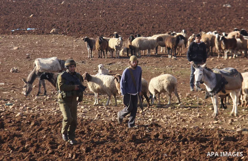 Jewish settlers chasing sheep palestinian in the village of Salem, east of Nablus city, search for the sheep, says the Jewish settlers from the settlement of Elon Moreh Palestinians have stolen a sheep from among the set...