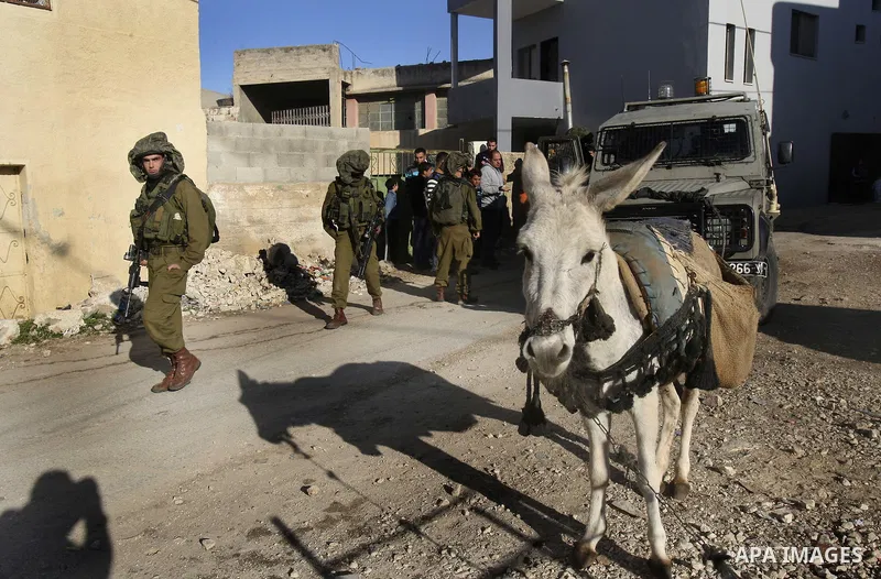 Jewish settlers chasing sheep palestinian in the village of Salem, east of Nablus city, search for the sheep, says the Jewish settlers from the settlement of Elon Moreh Palestinians have stolen a sheep from among the set...